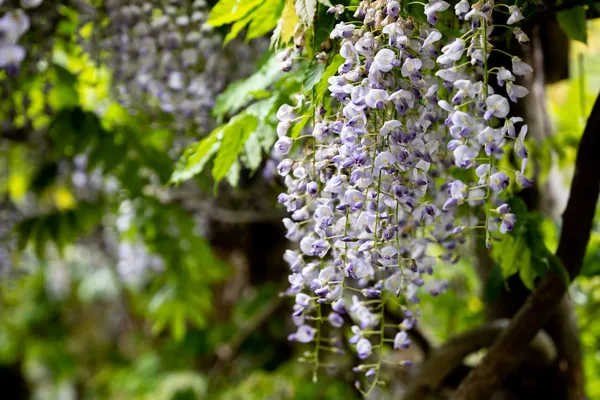 Finlaystone Country Park