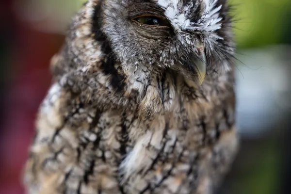 Finlaystone Country Park