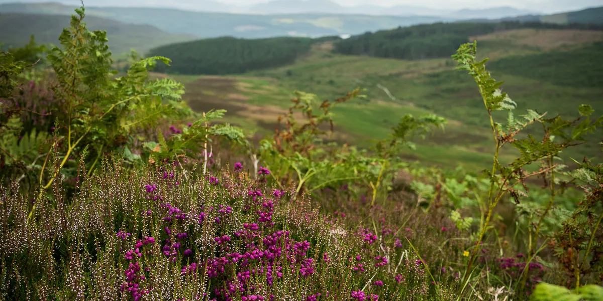 The well-maintained path climbing Schiehallion's eastern ridge
