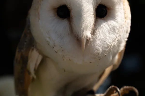 Finlaystone Country Park