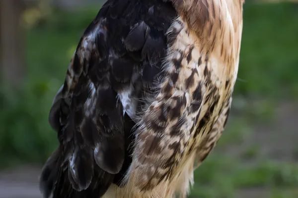 Finlaystone Country Park