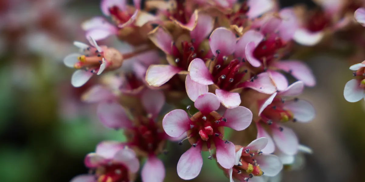 Flowers at Inverewe Gardens