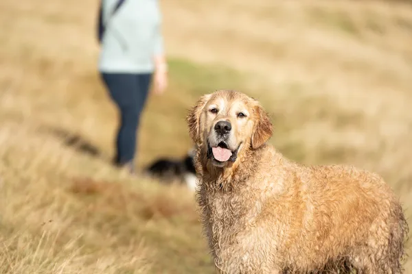 Windy Hill, Muirshiel Country Park