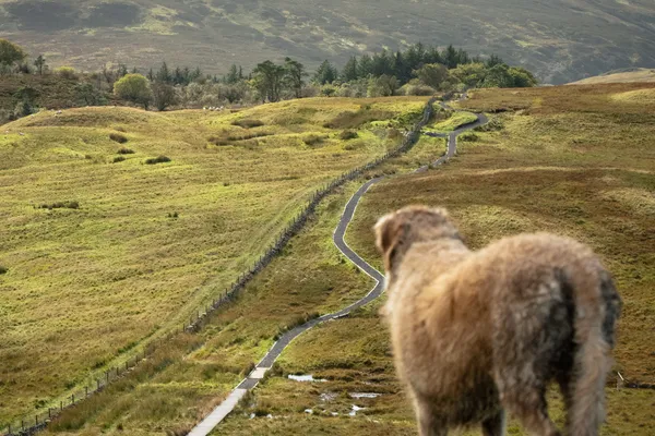 Windy Hill, Muirshiel Country Park