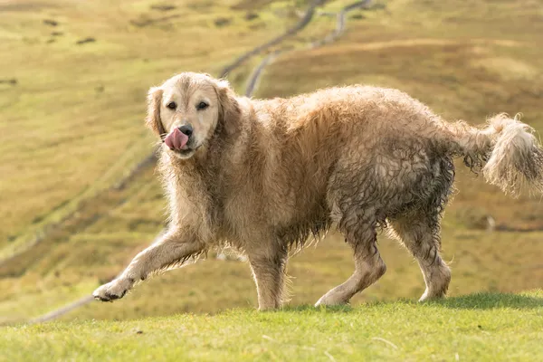 Windy Hill, Muirshiel Country Park