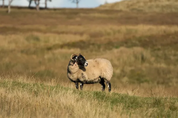 Windy Hill, Muirshiel Country Park