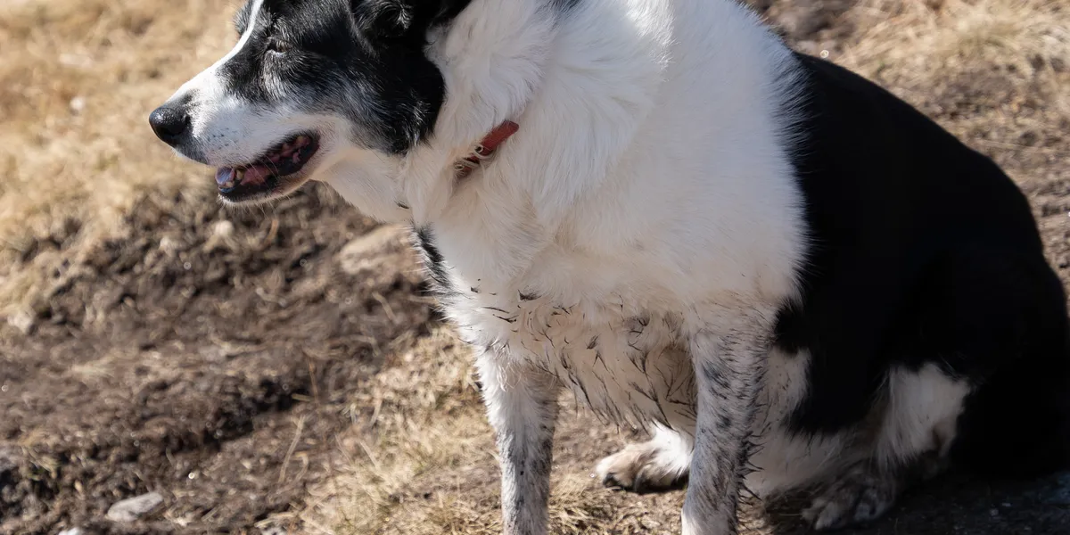 Views from the summit of Meall Bhuide