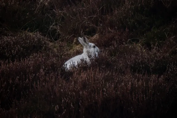 Càrn an Tuirc, Cairn of Claise, Glas Maol and Creag Leacach — 4-Munro Circuit
