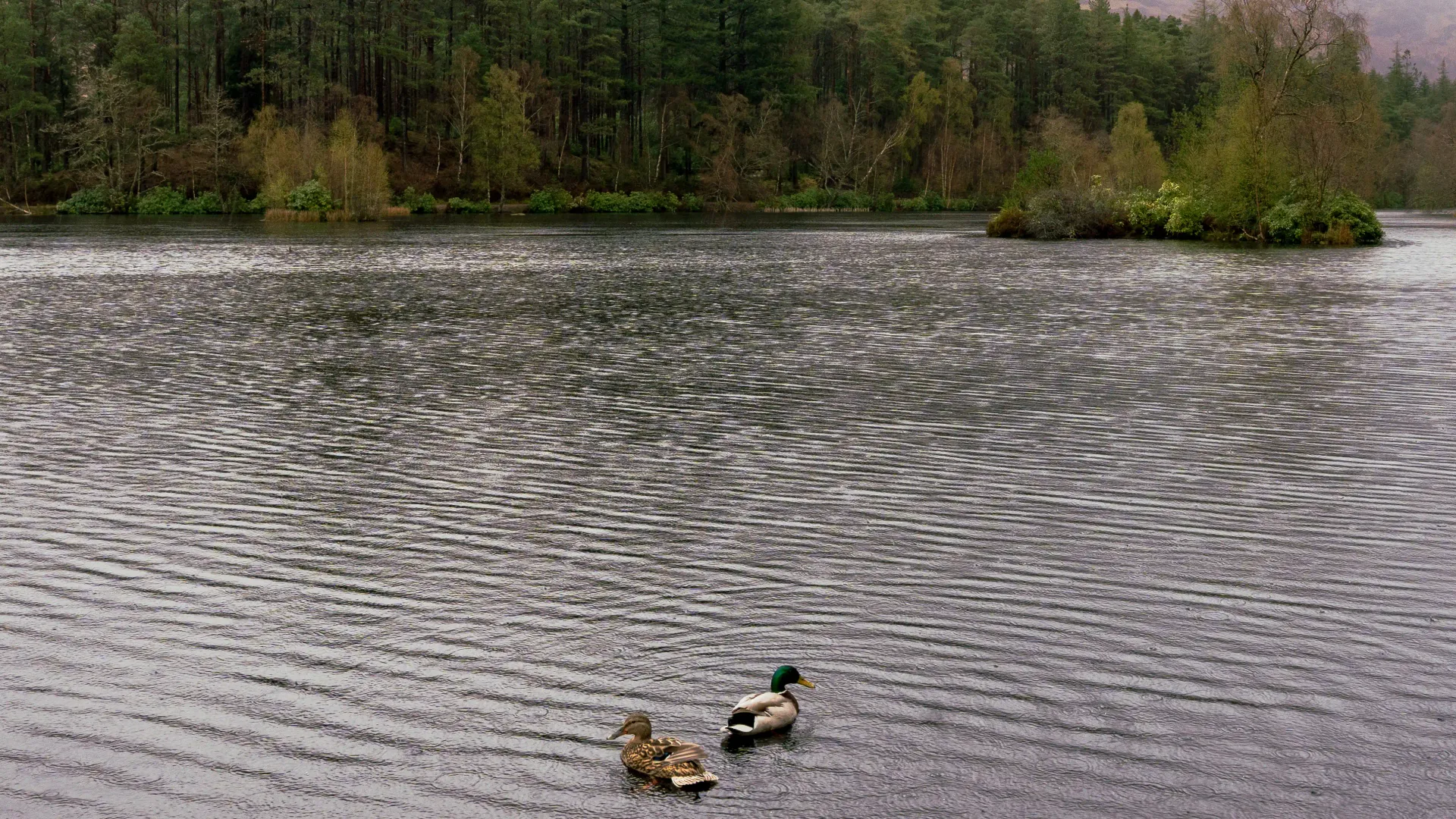Glencoe Lochan through the trees