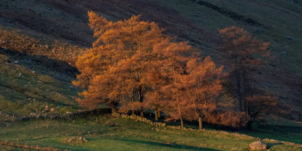 Beautiful morning light on the trees along the Glen Clova road