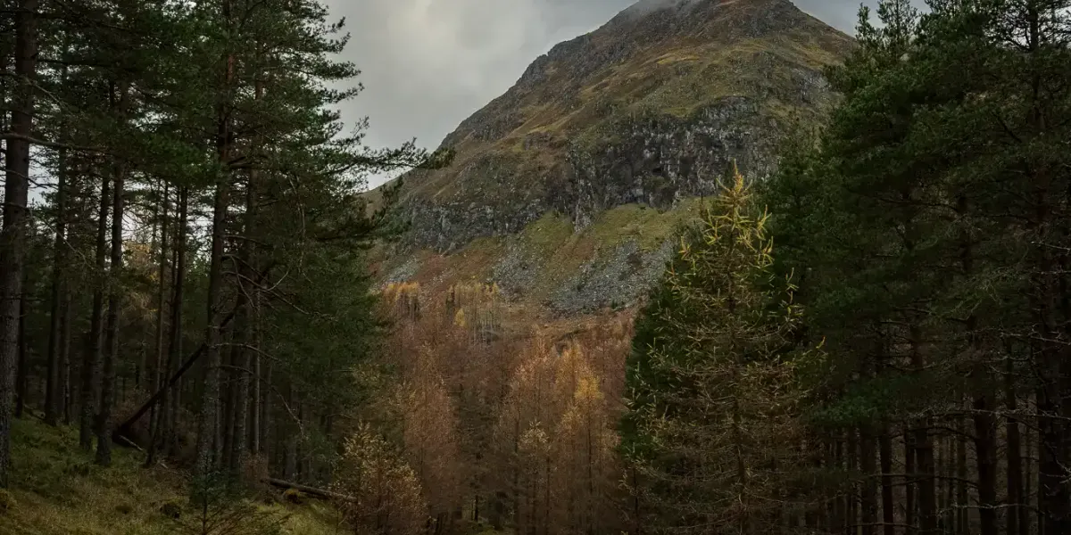 The gravel road through the forest back to Glen Doll