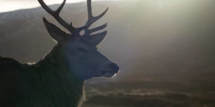 A Majestic Stag in Glencoe