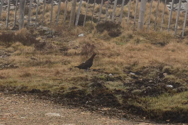 The Cairnwell Munros — Route Guide