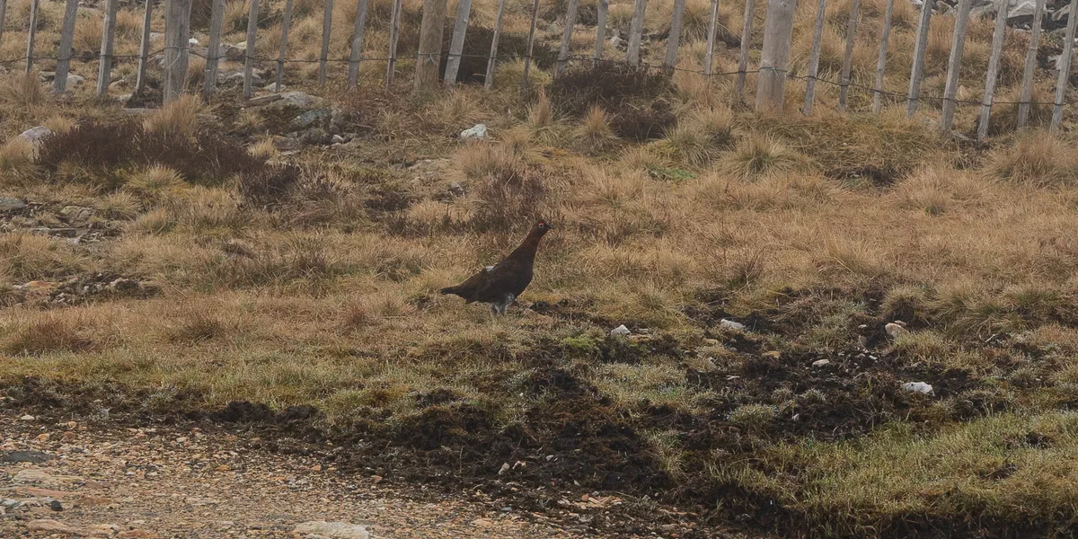 Near the summit of The Cairnwell